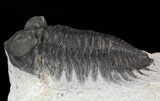 Bug-Eyed Coltraneia Trilobite - Great Eye Detail #41825-2